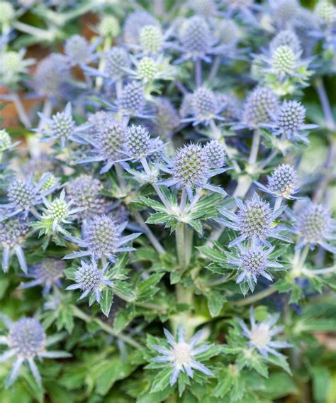 Types Of Eryngium