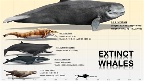 types of extinct whales