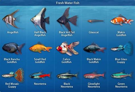 Types Of Fish For Tanks