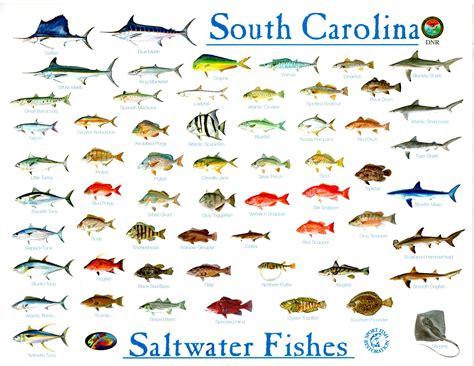 Types of Fish You Can Catch in Charleston SC
