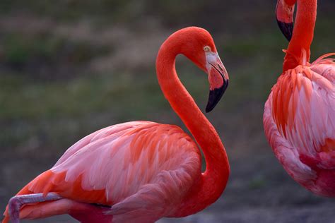 types of flamingos with images