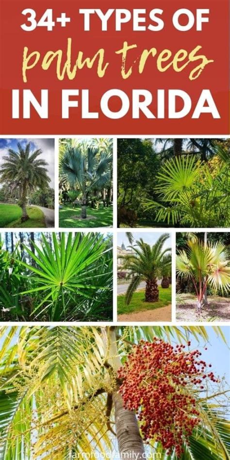 Types Of Florida Trees