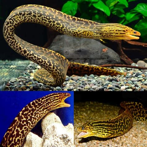 types of freshwater eels for aquariums