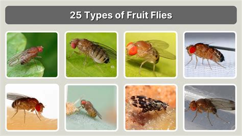 Types Of Fruit Flies