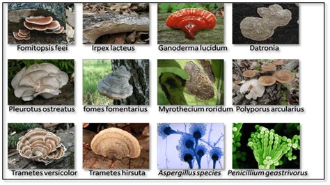 types of fungus pictures
