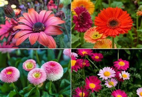 Types Of Garden Daisies