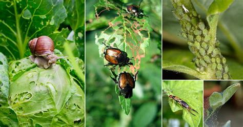 Types Of Garden Pests