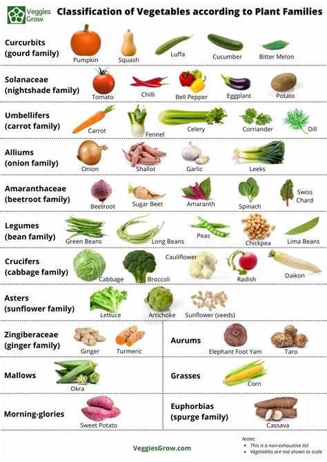 Types Of Garden Vegetables
