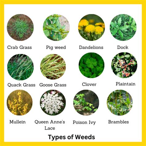 Types Of Garden Weed