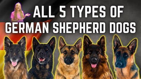 types of german shepherd breed