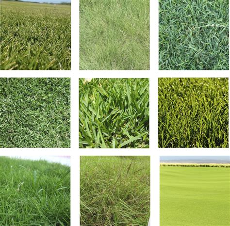 Types of grass