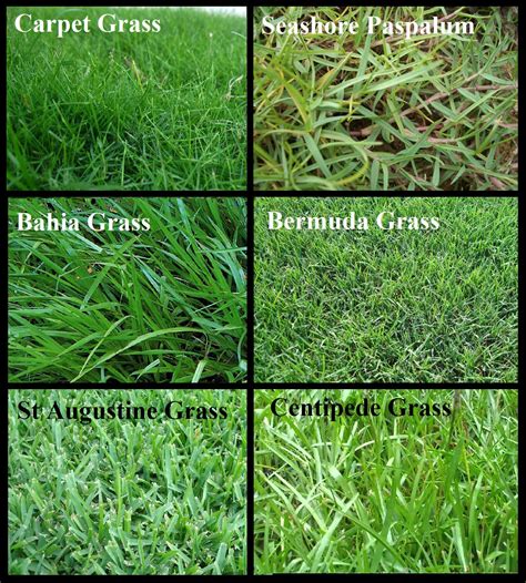 home.furnitureanddecorny.com:types of grass in central florida