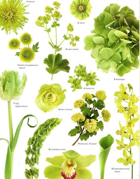 Types Of Green Flowers