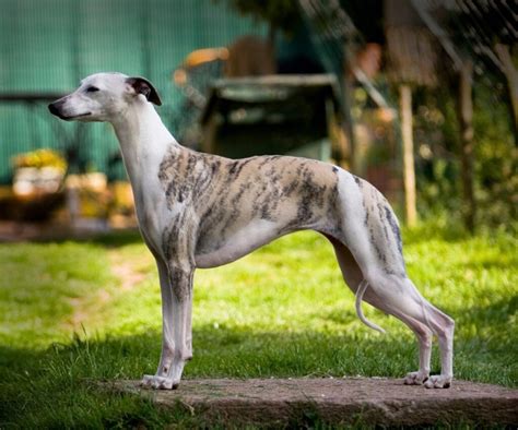 Perfect Types Of Greyhounds Long Hair Trend This Years