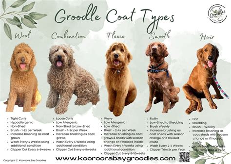Types Of Groodle Coats