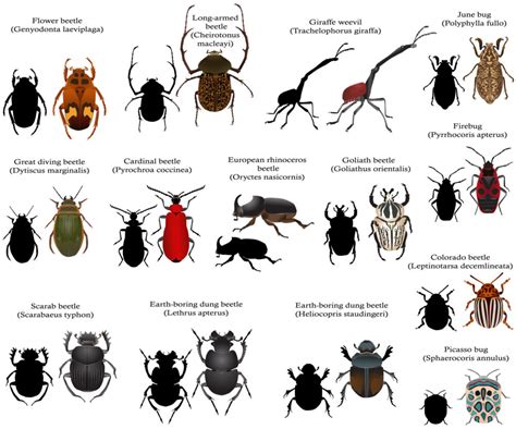 Types Of Ground Beetles