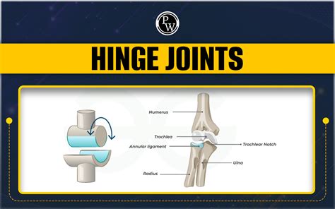 Types Of Hinge Joints
