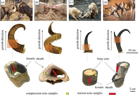 Types Of Horn Section
