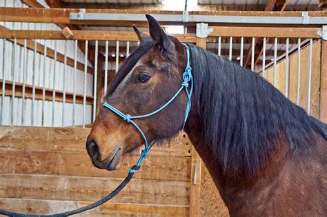 Types Of Horse Halters