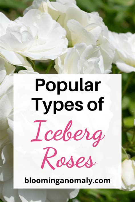 Types Of Iceberg Roses