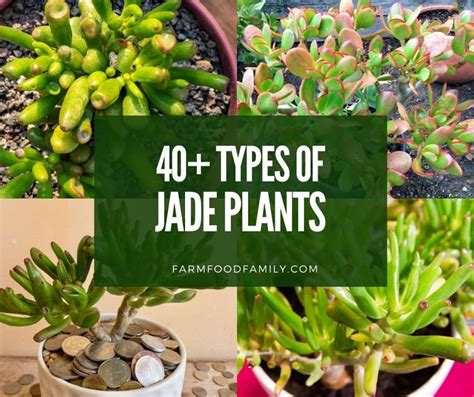 Types Of Jade Plants