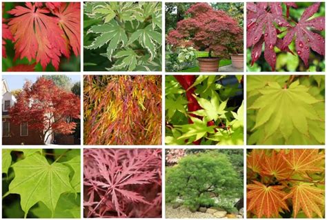 Types Of Japanese Maple Trees
