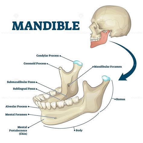 Types Of Jaw Bone