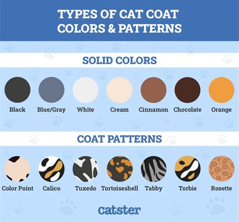 Types Of Kitten Coats