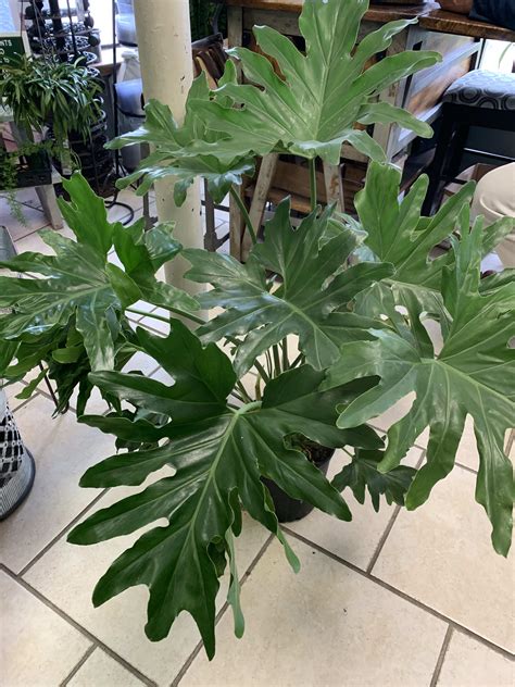 types of large leaf philodendrons