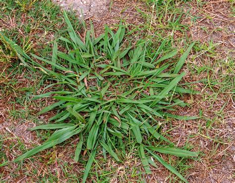 types of lawn weeds in south africa