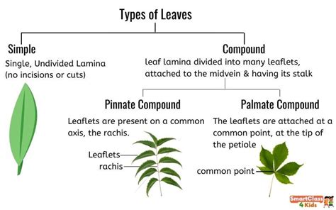 Types Of Leaves And Their Functions