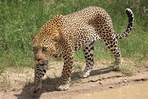 types of leopards in africa