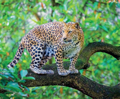 types of leopards in india