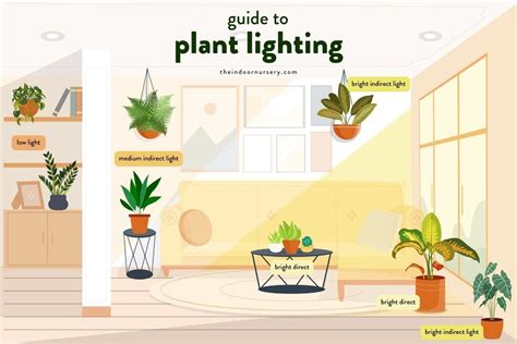 Types Of Light Plants Need