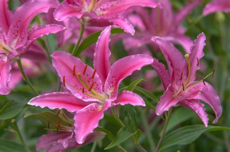 9 Lily Types to Grow in the Garden