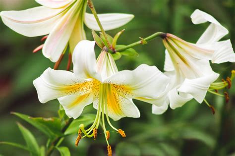 types of lily plants