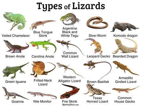 types of lizards a to z