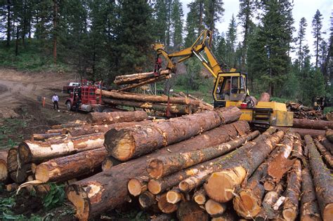 Types Of Logging Trees