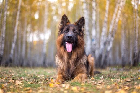 types of long haired german shepherds