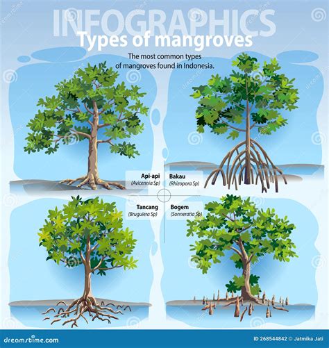 types of mangroves pdf