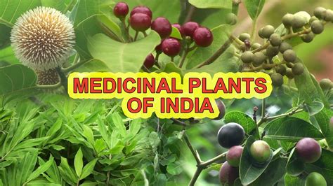 types of medicinal plants in india