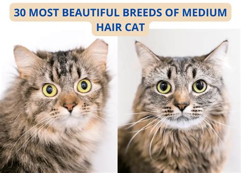  79 Gorgeous Types Of Medium Hair Cats With Simple Style