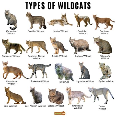 Fresh Types Of Medium Wild Cats With Simple Style