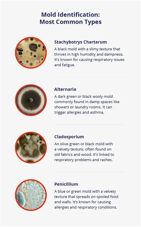 Types Of Mold Pictures