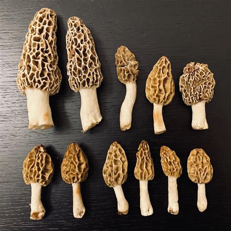 Types Of Morels In Ohio