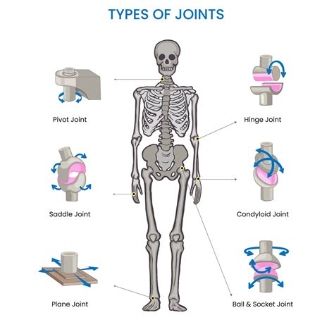Types Of Movement Joints