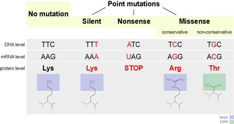 Types Of Mutation Nonsense Missense