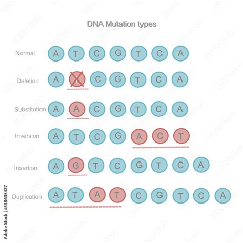 Types Of Mutations Definitions