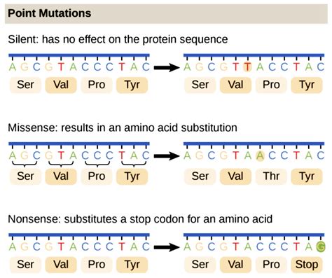 Types Of Mutations That Can Affect Genes