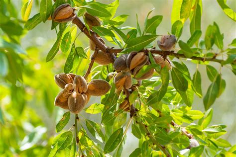 Types Of Nut Trees In Nc